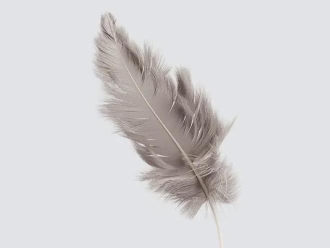 羽毛检测报告标准羽毛测试报告冰球突破豪华版羽绒类检测羽绒(图3)