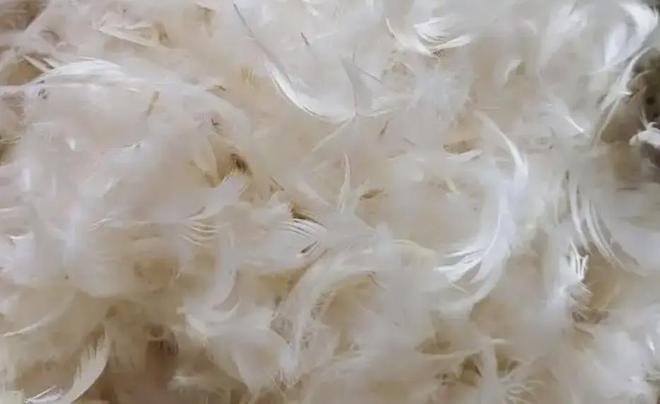 羽毛检测报告标准羽毛测试报告冰球突破豪华版羽绒类检测羽绒